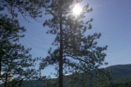 Sun coming through tall pine tree Sun coming through tall pine tree
